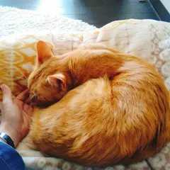 保護猫カフェ moco moco