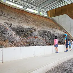 なぎビカリアミュージアム