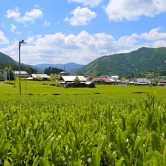 川根茶 お茶の山本園