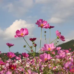 長尾ふれあいパーク(花公園)