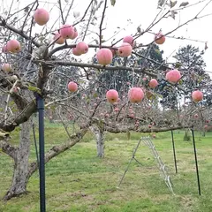 日野観光りんご園
