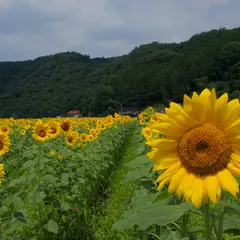 君田のひまわり畑