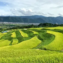 姨捨の棚田