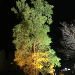 去川の大いちょう
