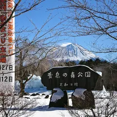 西湖 野鳥の森公園