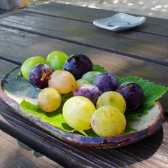 高山果樹園