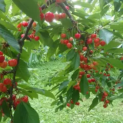 滝口観光果樹園
