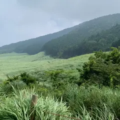 仙石原湿原植物群落
