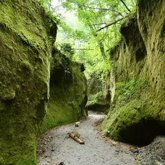 苔の回廊