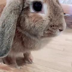 小動物カフェ ROCK STAR