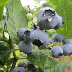 小林観光ブルーベリー園
