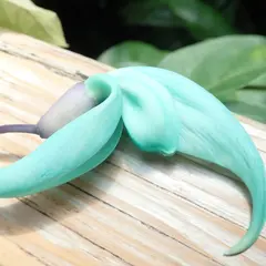 高知県立牧野植物園標本室