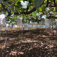 有田巨峰村 森園