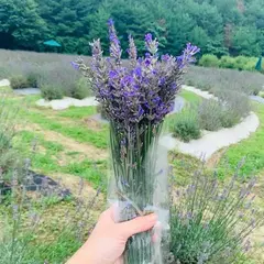 香山ラベンダーの丘