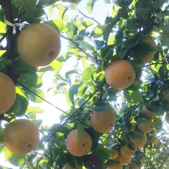 橋本梨園