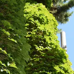 東湖八坂神社