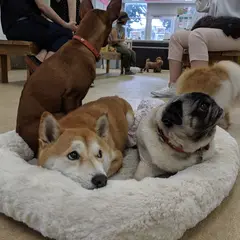 わんこヴィレッジ