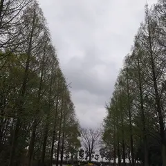 メタセコイヤ並木
