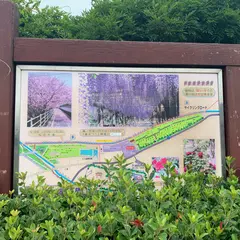 大三島藤公園
