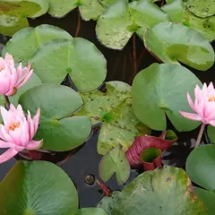 四万十市トンボ自然公園