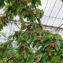 今野観光果樹園