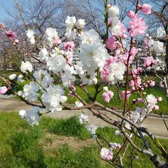 大阪城桃園