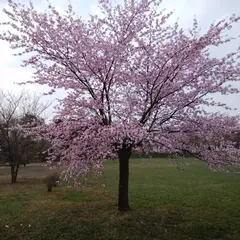 中島公園