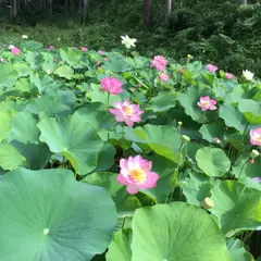塩澤山 寳光寺 鹿野大佛