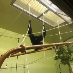 フクロテナガザル