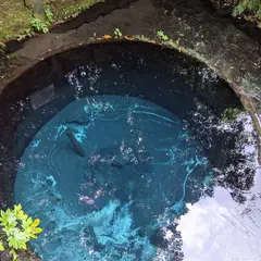 柿田川公園 湧水広場