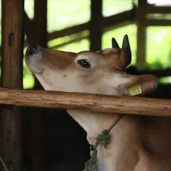 須藤牧場