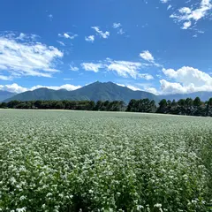 猿楽台地 蕎麦畑