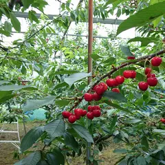 みちのく観光果樹園