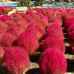 大分農業文化公園