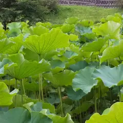 鹿央古代の森公園（ハス、藤）