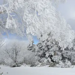 トニー・ザイラー氏顕彰碑