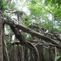 猿川ガジュマル