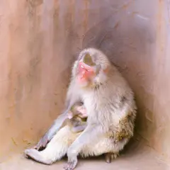 福知山市動物園