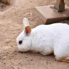 綾部ふれあい牧場