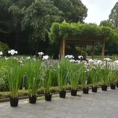平作城址（平佐古城、仮定地）