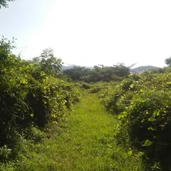 碇山城跡