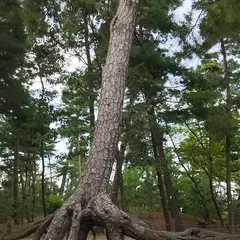根上松古戦場