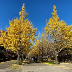 あづま総合運動公園 いちょう並木