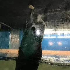ペンギン王国