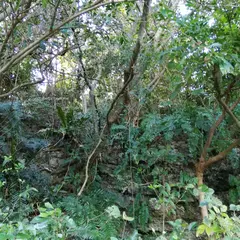 照屋グスク