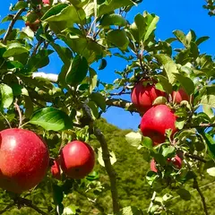 信州安曇野りんご園 浅野農園