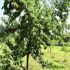 加藤農園