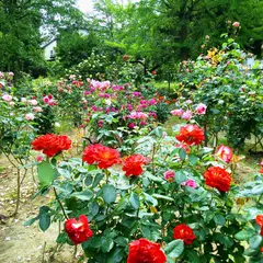 寺尾中央公園