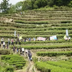 奥長島のだんだん茶畑