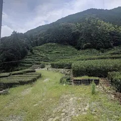 奥長島のだんだん茶畑